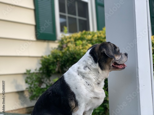 Senior dog sitting on porch open mouth puggle beagle pug photo front yard suburban home (ID: 326888317)
