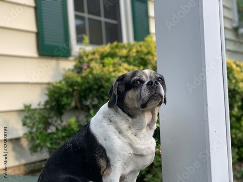 Senior dog sitting on porch closed mouth looking at camera puggle beagle pug photo front yard suburban home (ID: 326888393)