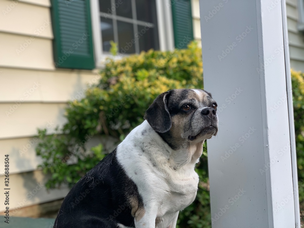 Senior dog sitting on porch closed mouth looking off puggle beagle pug photo front yard suburban home