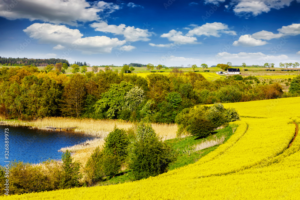 Obraz premium kwitnienie rzepaku na Mazurach