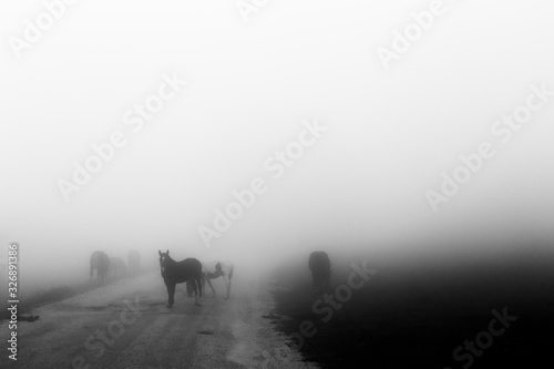 Some horses on top of Subasio mountain, over a sea of fog filling the Umbria valley © Massimo