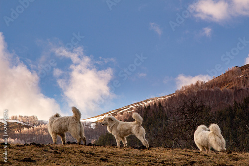 Fototapeta Naklejka Na Ścianę i Meble -  Shepherd dogs in the mountains