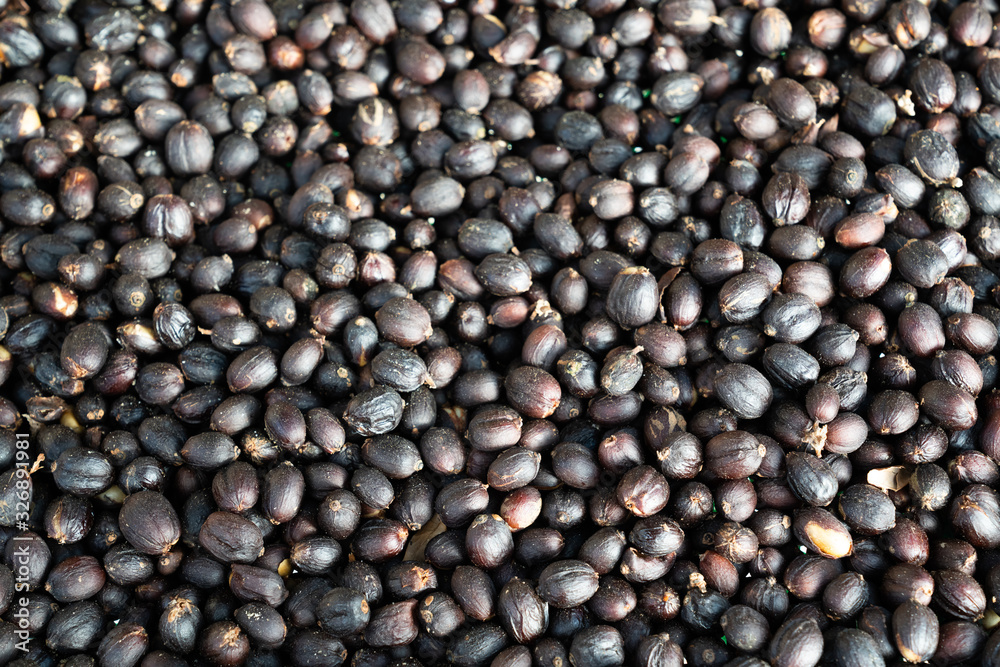 Red berries raw coffee beans with shell in dry process in tray preparing for coffee roaster in factory Red berries raw coffee beans with shell in dry process in tray preparing for coffee roaster in factory