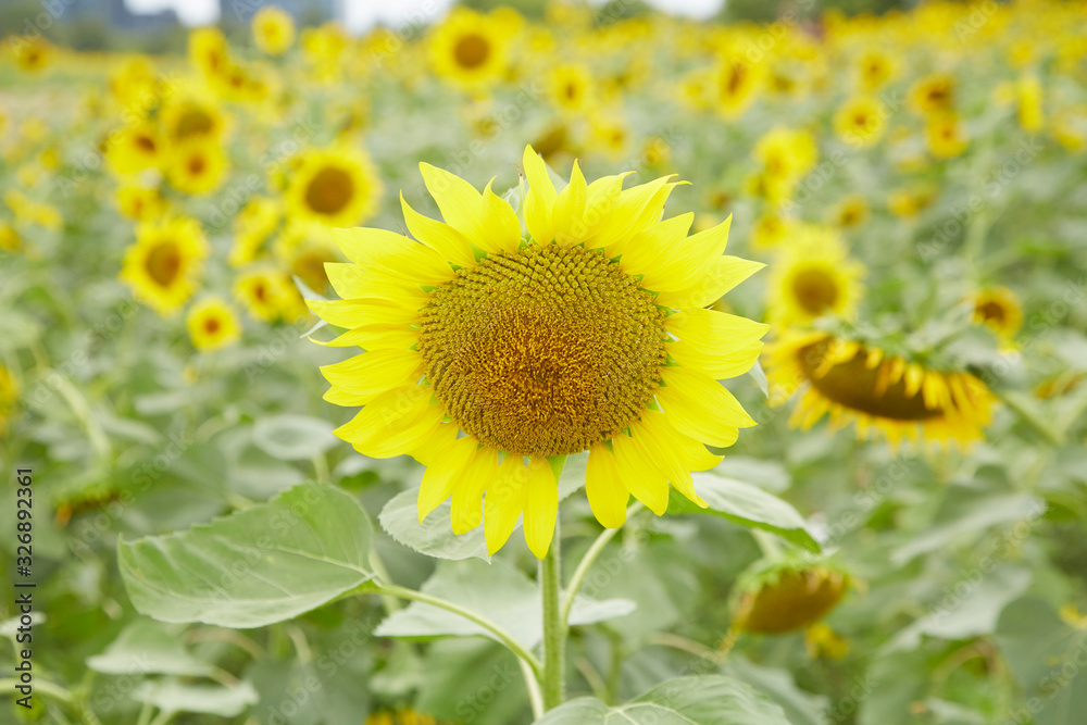 A blooming sunflower A blooming sunflower