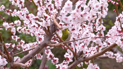 メジロと梅の花、日本の春の風景