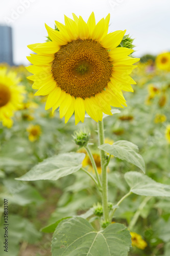 A blooming sunflower