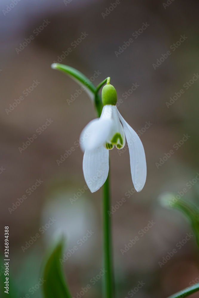 Snowdrop flowers (Galanthus nivalis). In the forest in the wild, snowdrops are first sign of the spring. Snowdrop flowers (Galanthus nivalis). In the forest in the wild, snowdrops are first sign of the spring.