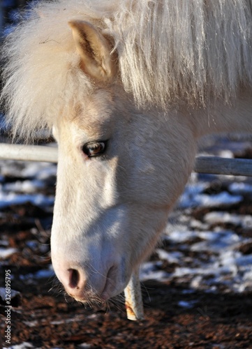 Portrait of a shaggy pony in the bright sun