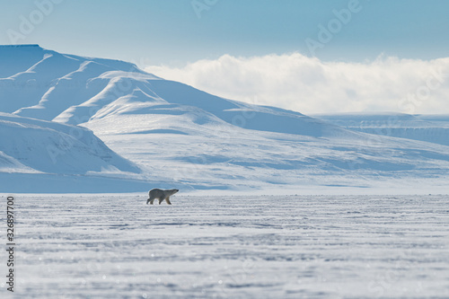 A Polar bear surrounded by arctic wilderness 
