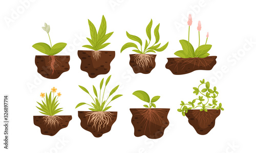 Green Plants and Flowers Growing with Their Roots in Soil Vector Set