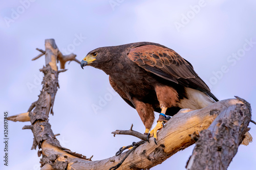 Falcon, used for falconry, perched on a tree branch