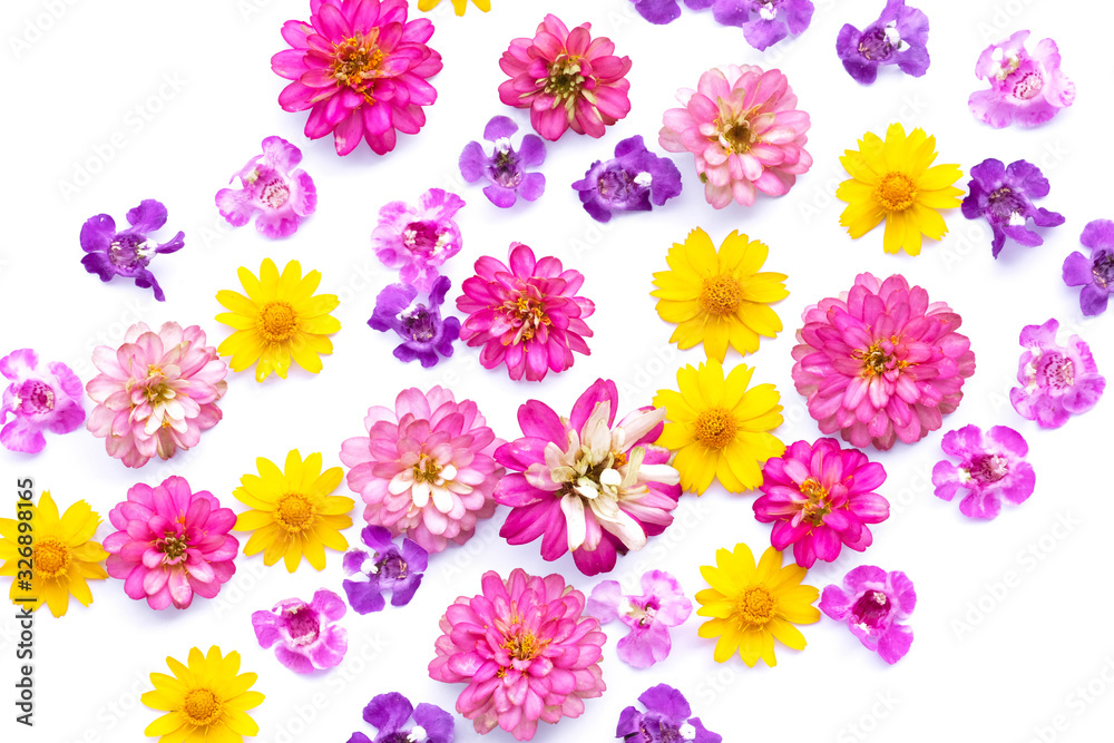 Flowers on white background. Overhead view. Flat lay. angelonia, creeping daisy, pink zinnia. Flowers on white background. Overhead view. Flat lay. angelonia, creeping daisy, pink zinnia.