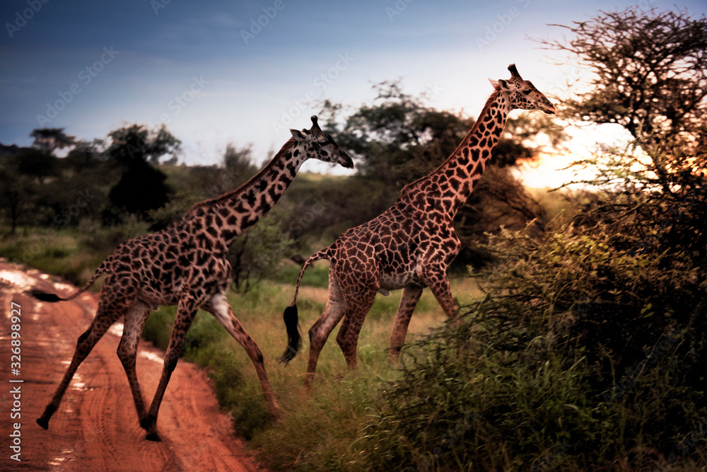 Obraz premium Two giraffes in the sunset