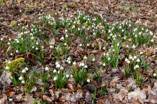 Waldboden mit Märzbecher Daraufsicht photo