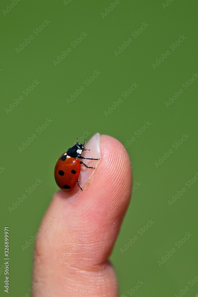 Close-up of a lady beetle sitting on a finger tip with a green background. Space for text, background, summer concept Close-up of a lady beetle sitting on a finger tip with a green background. Space for text, background, summer concept