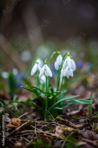 Snowdrop flowers (Galanthus nivalis). In the forest in the wild, snowdrops are first sign of the spring. 