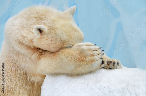 polar bear sleeping in snow