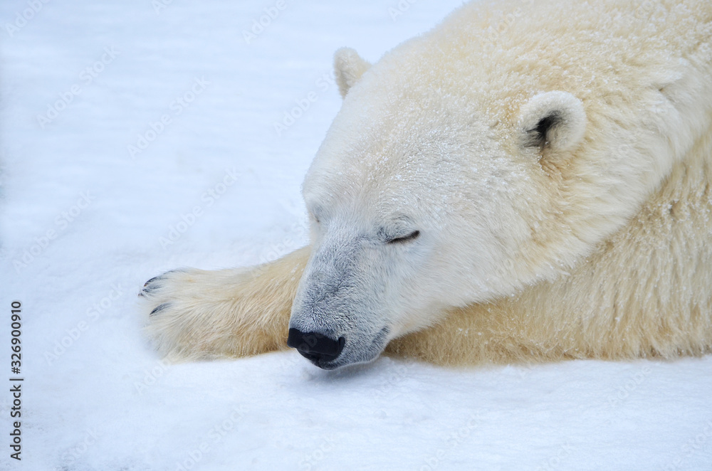 polar bear polar bear