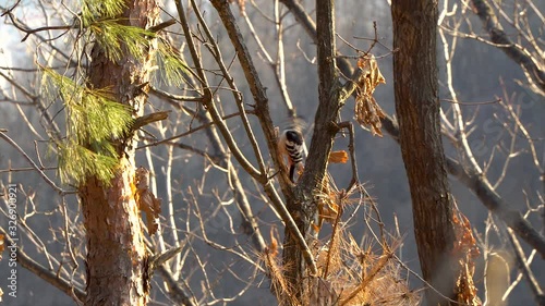 White-backed woodpecker pecking at the tree in search of insects on sunset in Seoul forest on sunset p4 photo