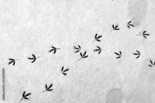 Bird footprints on the snowy asphalt, bird steps, path, ways that cross.