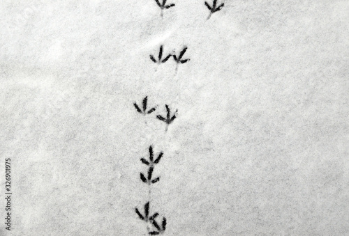 Birds steps in snow, footprints on snowy surface, winter background