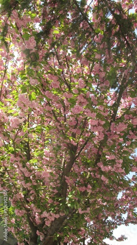 Bright pink flowers on sakura branch