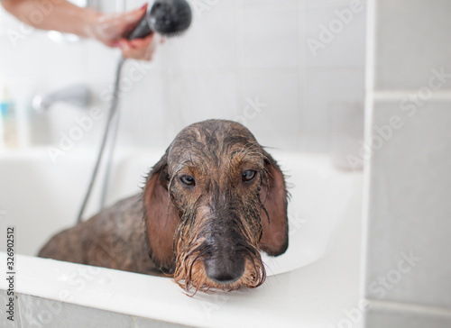 dachshund dog takes a bath © Gianfranco Bella