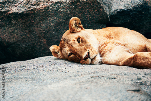 Lioness resting on the rock