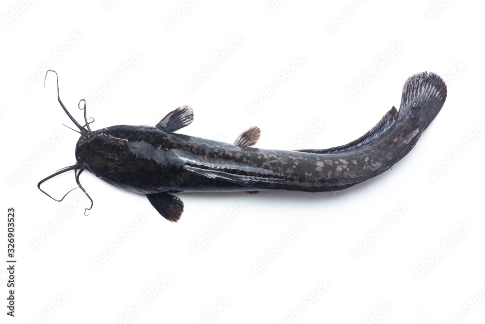 Fototapeta premium African catfish isolated on white backgound
