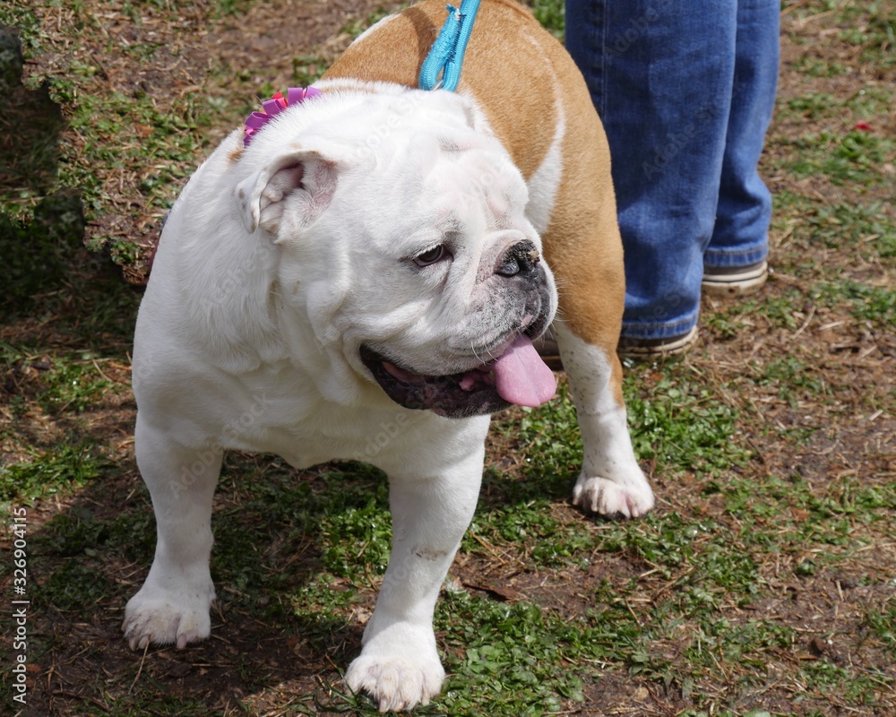 Brown and white bulldog on a leash out on a walk