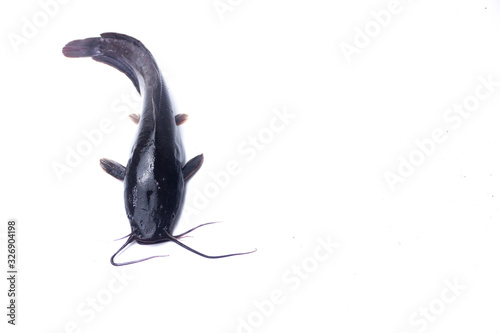 African catfish isolated on white backgound photo