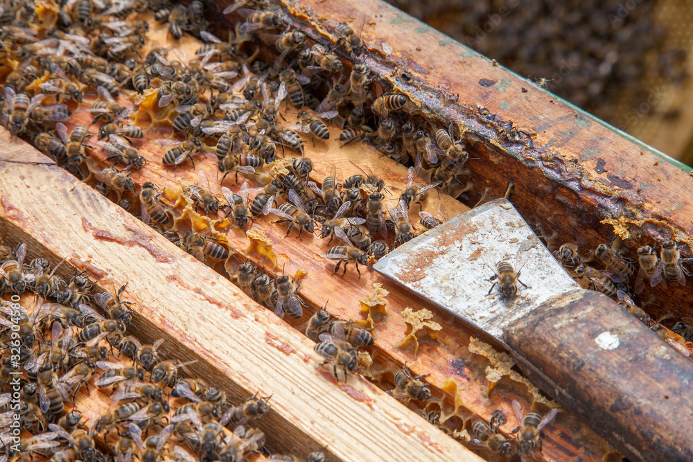 Open hive showing the bees swarming on a honeycomb.. Open hive showing the bees swarming on a honeycomb..