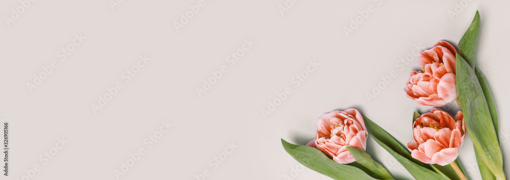 Orange tulips on a beige background. Place for your text, tinting image, banner format