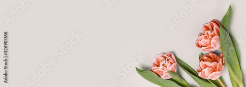 Orange tulips on a beige background. Place for your text, tinting image, banner format