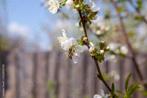 Honeybee on white flower of cherry tree collecting pollen and nectar to make sweet honey with medicinal benefits.. © kostik2photo