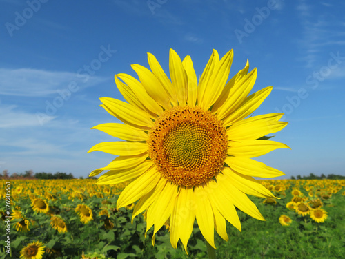 Sunflower on the field on blue sky background. Picturesque rural landscape in summer, concept for production of sunflower oil