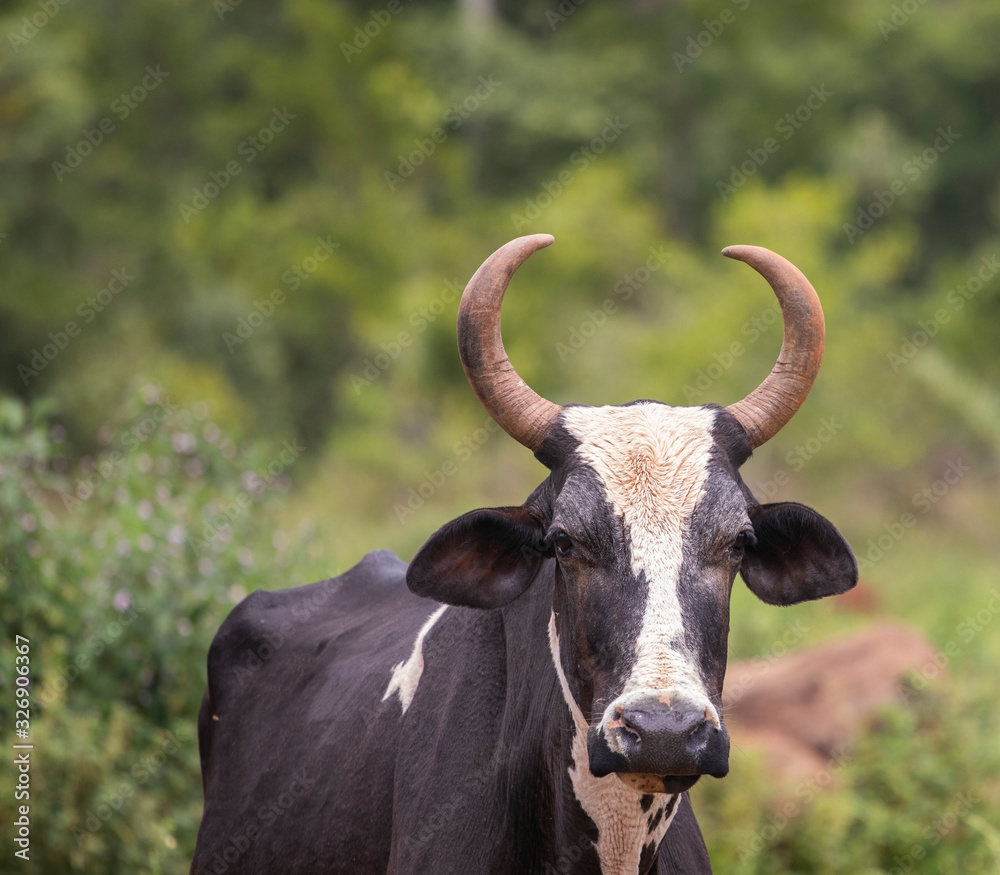 portrait of a cow portrait of a cow