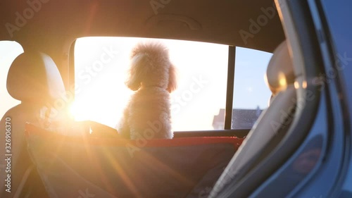 Dog traveling in a car seat the back seat of a car.
