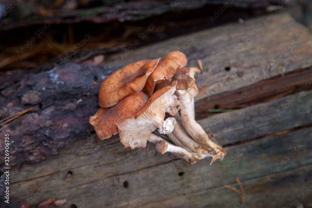 Fototapeta premium Wild forest mushrooms honey agarics in the forest..