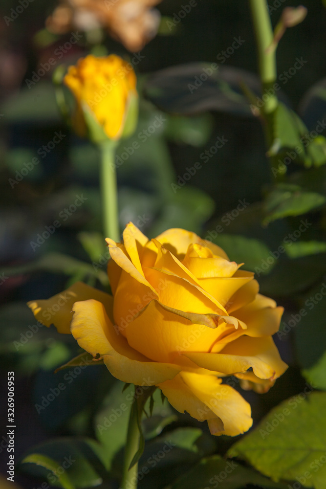 Beautiful rose bush growing in the garden. Beautiful rose bush growing in the garden.