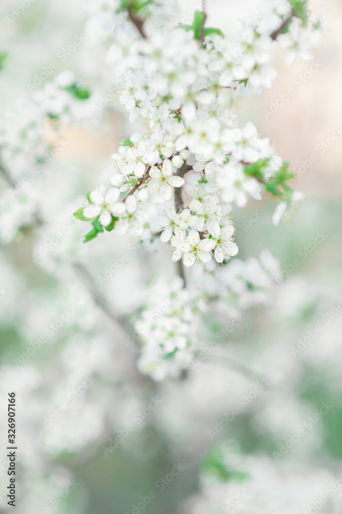 Flowering plum branches close-up on a warm spring morning.