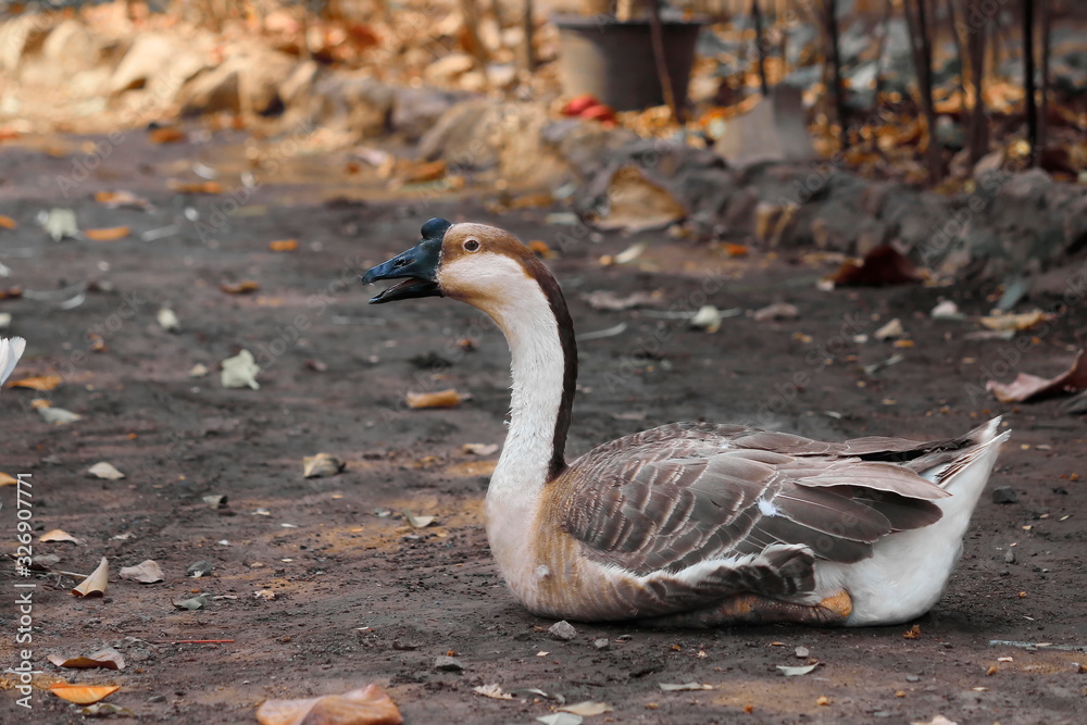 The nature of geese is lying on the ground. The nature of geese is lying on the ground.
