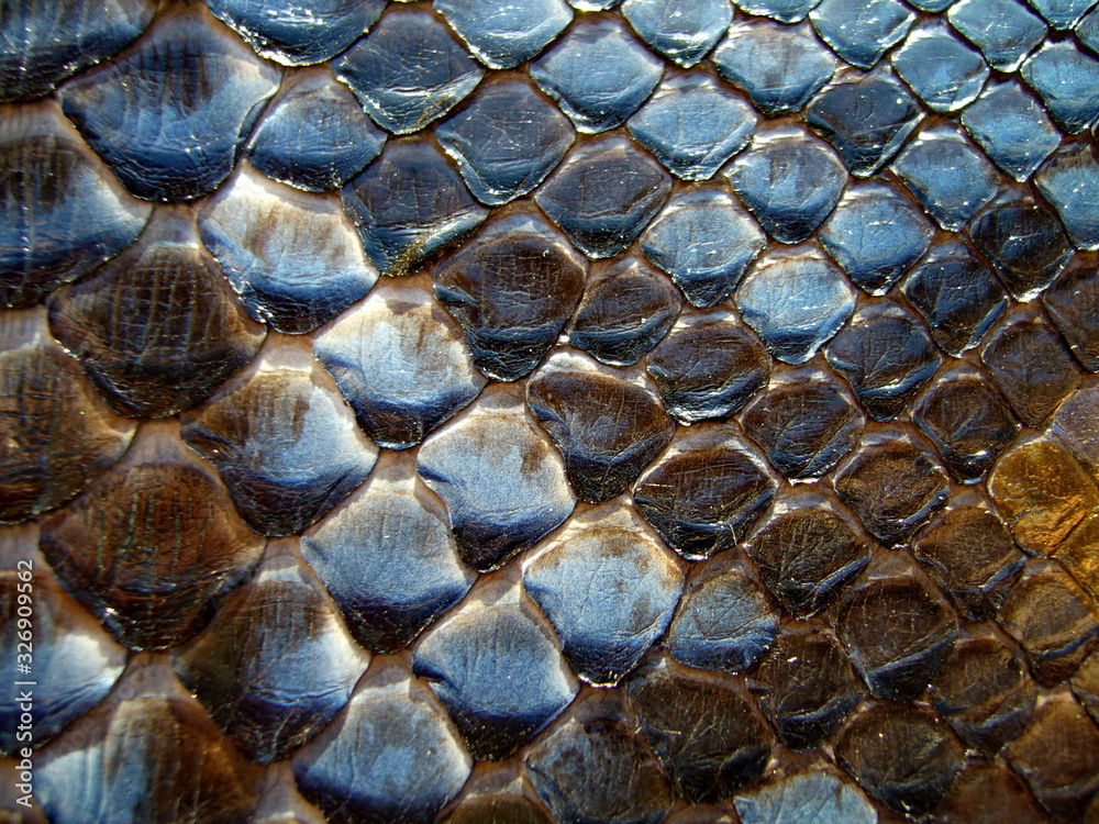 Exotic skin. The skin of a snake, python. Haberdashery leather Stock ...