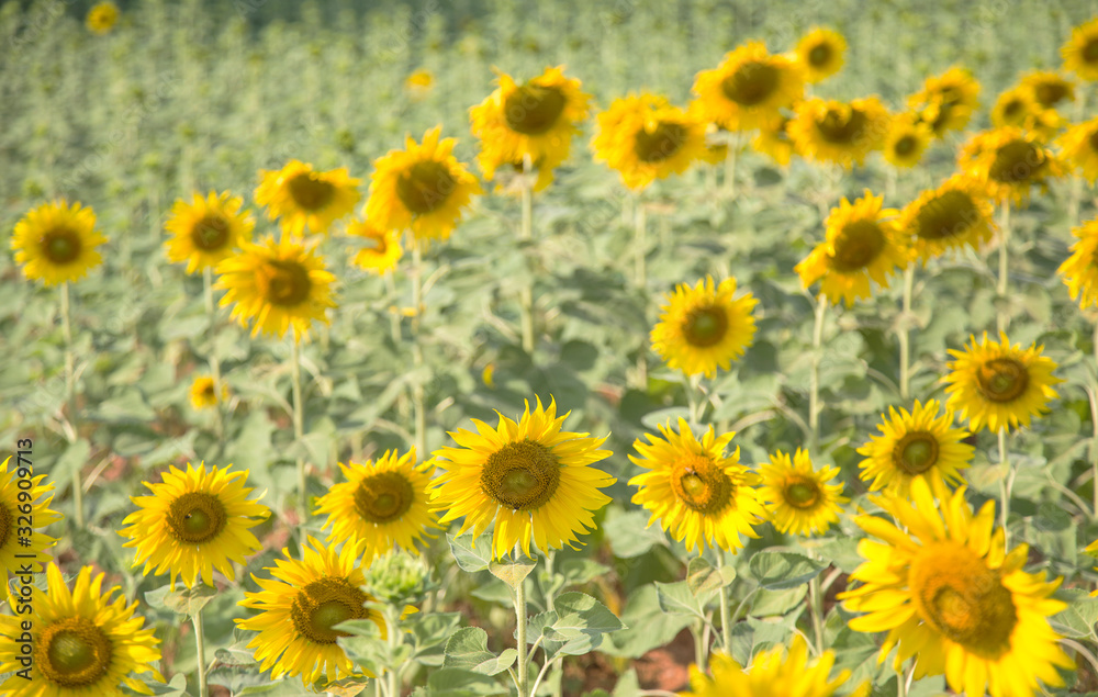 landscape of sunflower on field in summer time. landscape of sunflower on field in summer time.