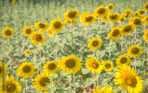 landscape of sunflower on field in summer time.