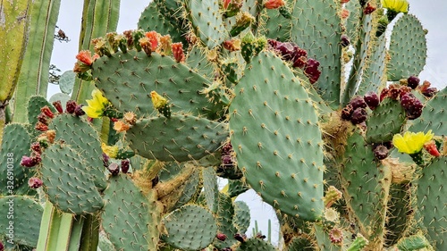 Flowering cactus