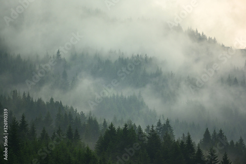 The pine forest in the valley in the morning is very foggy, the atmosphere looks scary. Dark tone and vintage image. © Lowpower