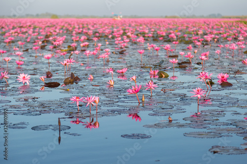 Pink water lily with purple flowers bloom on lake