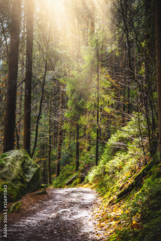 Obraz premium Wald Sonne Wasser Bach