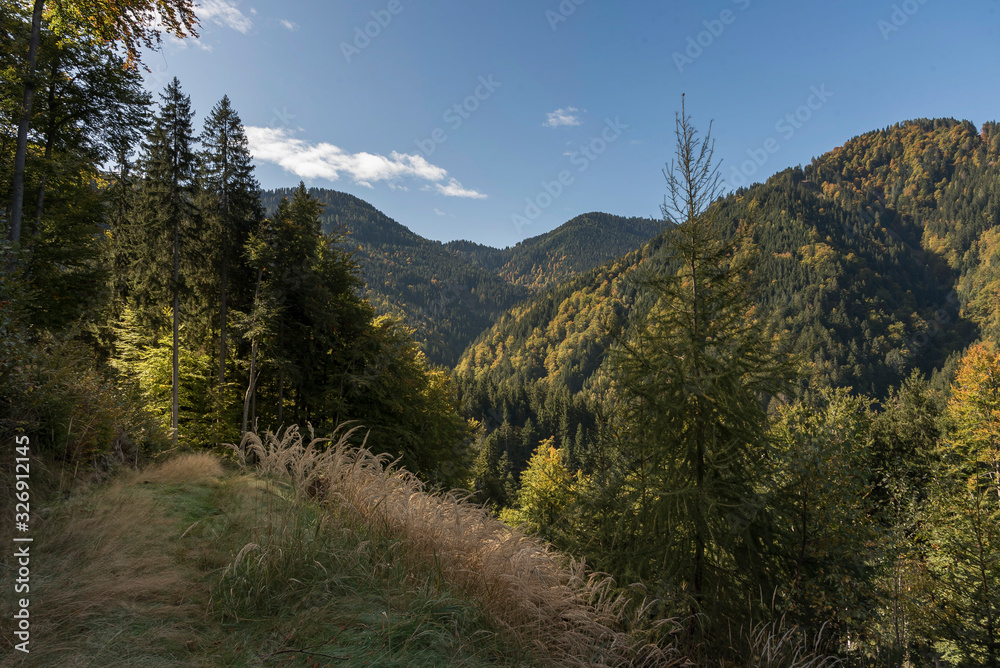 Wald in Kärnten